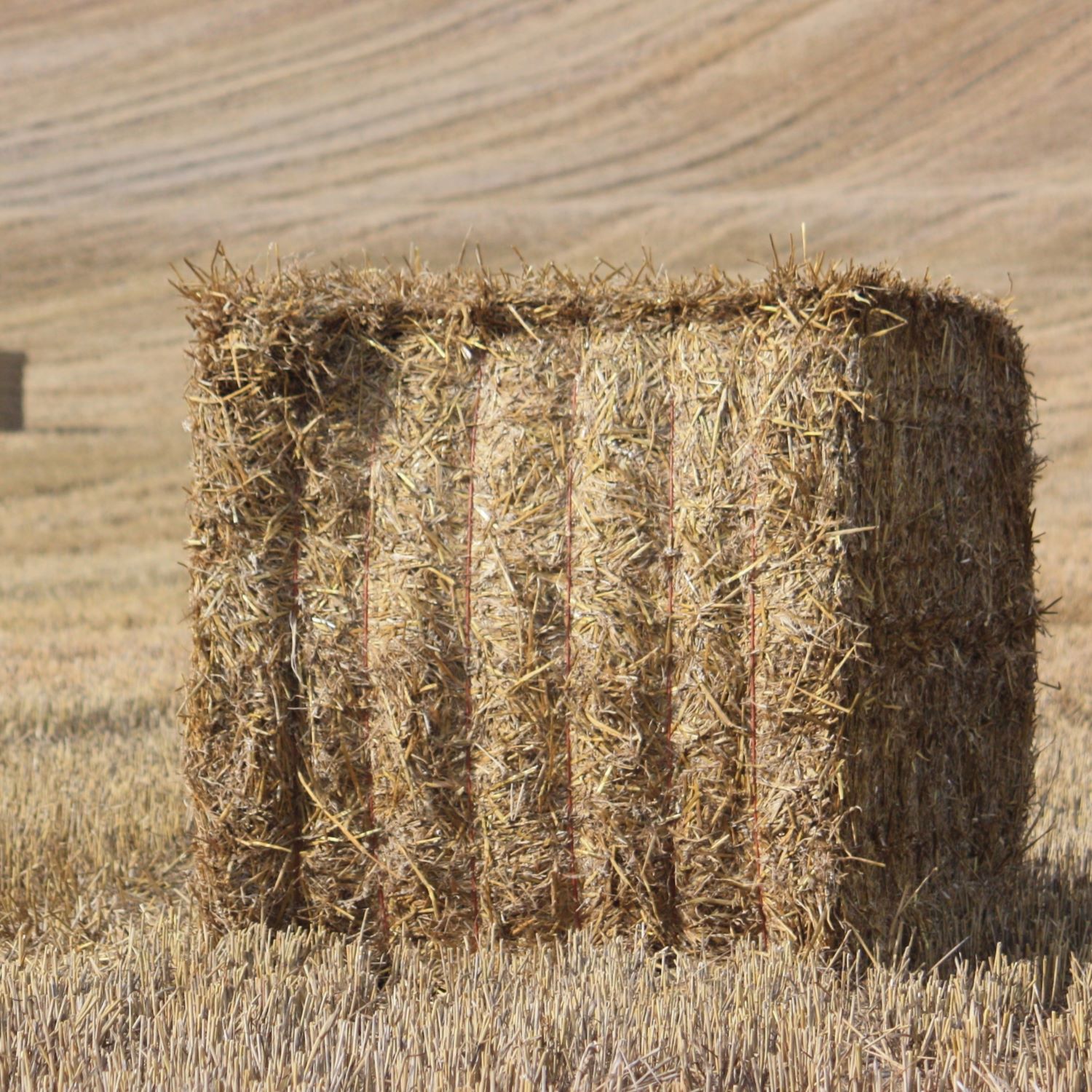Rectangular straw bale secured with baler twine — ZEUS image